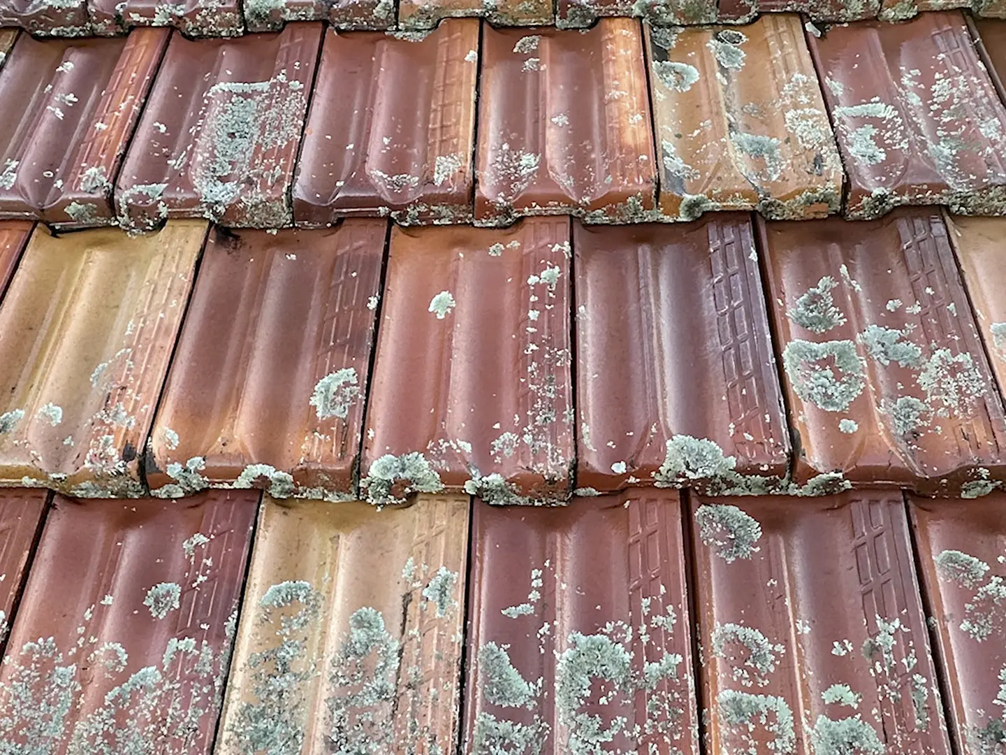 rooftop with lichen before coating